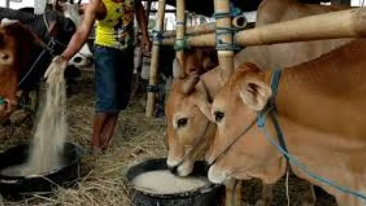 Sepuluh dari 17 Kecamatan di Purwakarta Punya Latar Belakang Antraks