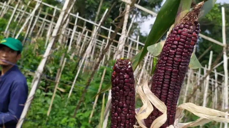 Pemkab Cianjur Dorong Kebun Jagung Pelangi Jadi Wisata Edukasi