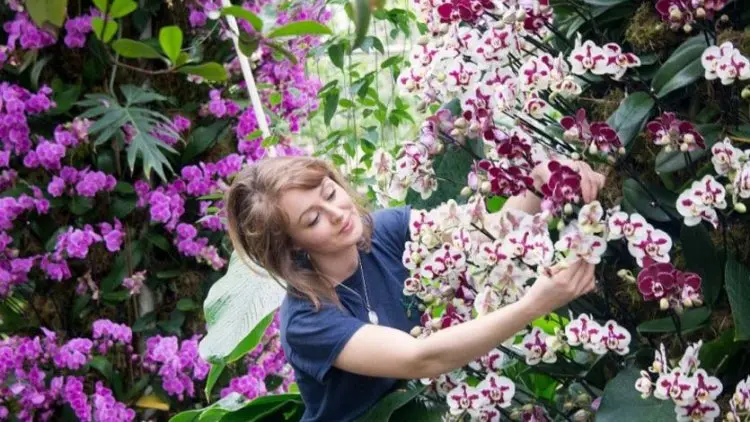 Kew Garden London Gelar Festival Anggrek Indonesia