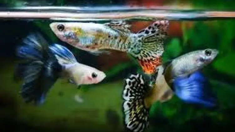 Penjualan Benih Ikan Hias Cimahi Ditarget Rp60,2 Juta