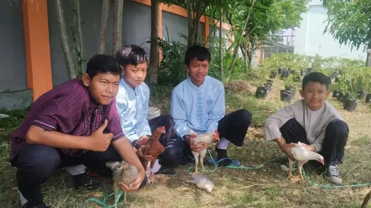 Pelihara Ayam Mulai Digemari Siswa Sekolah