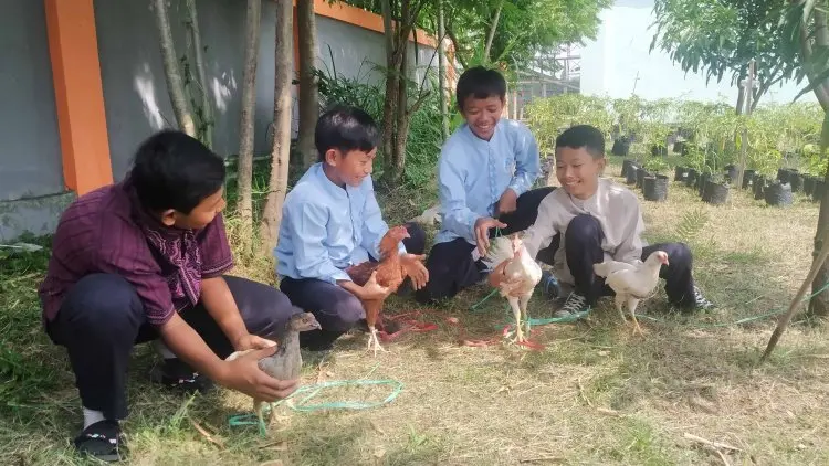 Sebanyak 1.577 DOC Didistribusikan ke 13 Sekolah