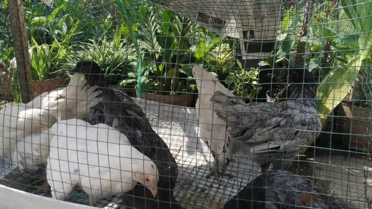 Alhamdulillah, Pelihara Ayam, Siswa di Bandung Mulai Tinggalkan Gawai