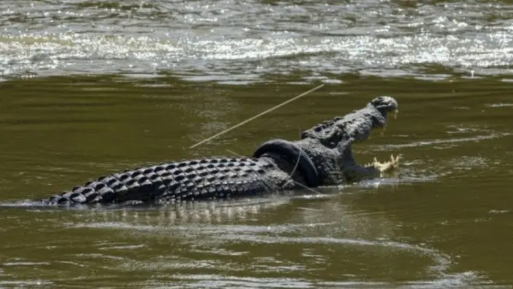 Luar Biasa, Bocah ini Selamat dari Terkaman Buaya, Begini Kronologinya...