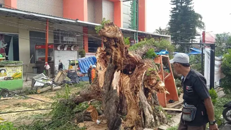 Pohon Tumbang Timpa Sejumlah Gerobak Pedagang di Siliwangi