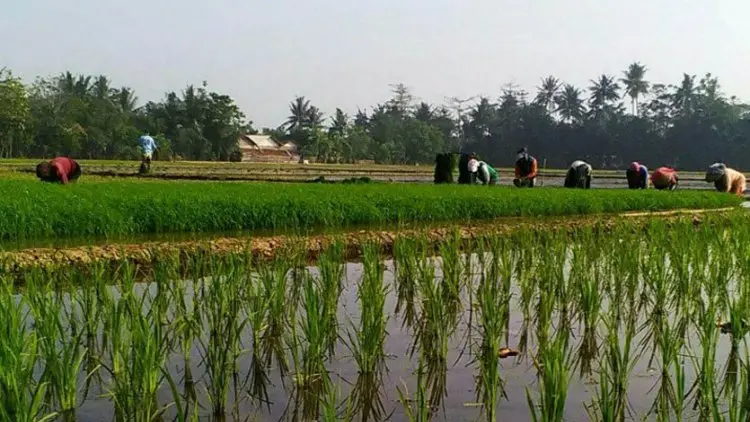 Petani, Pahlawan Pangan yang Tak Mengenal "WFH"