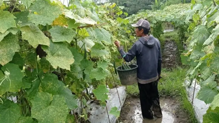 Petani Sayur Lebak Raup Untung Besar di Tengah Pandemi Covid-19