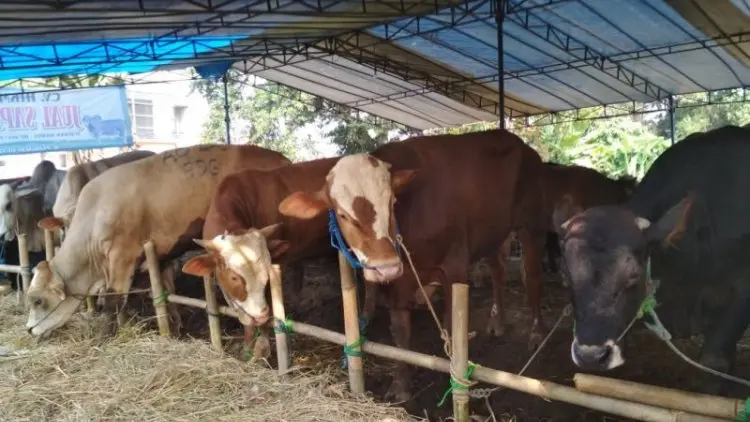 Populasi Sapi di Australia Menurun, Harga Daging di Jabar Ikut Meroket