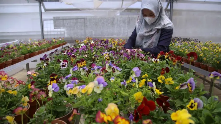 Foto: Budidaya Edible Flower