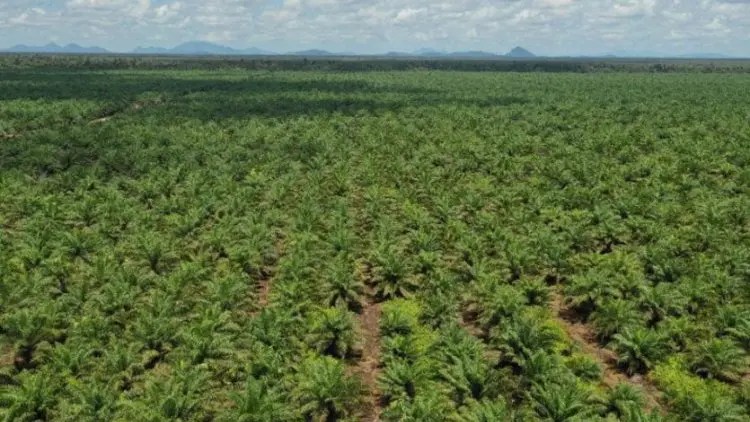 Gapki Kalbar Optimis Produksi dan Harga CPO 2021 Tetap Baik