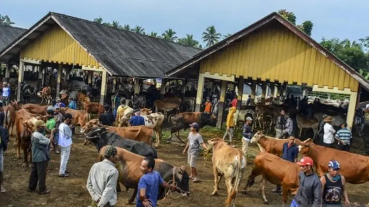 Duh, Alih Fungsi Lahan Menggerus Populasi Sapi Pasundan