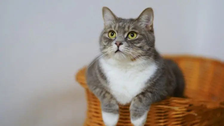 Jangan Beri Nasi Kepada Kucing, Ini Alasannya