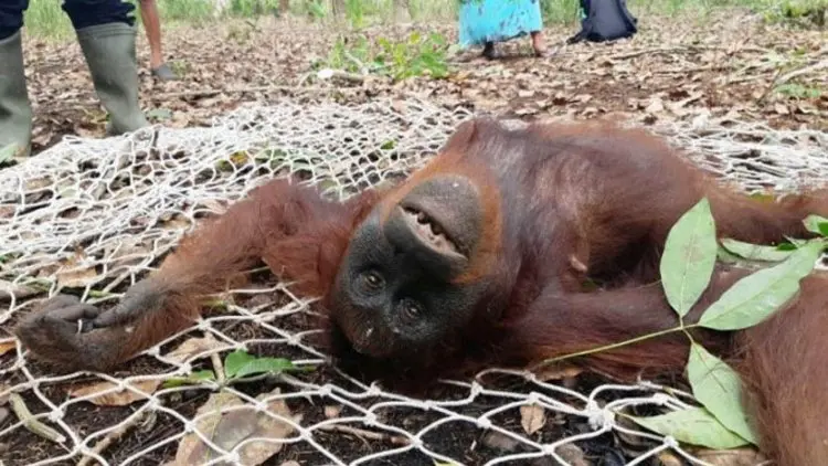 BKSDA Selamatkan Tiga Ekor Orangutan di Kotim dalam Sehari