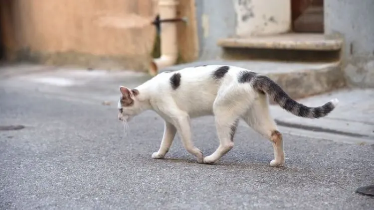 Viral! Wanita Racun Kucing hingga Mati, Ini Ancaman Allah
