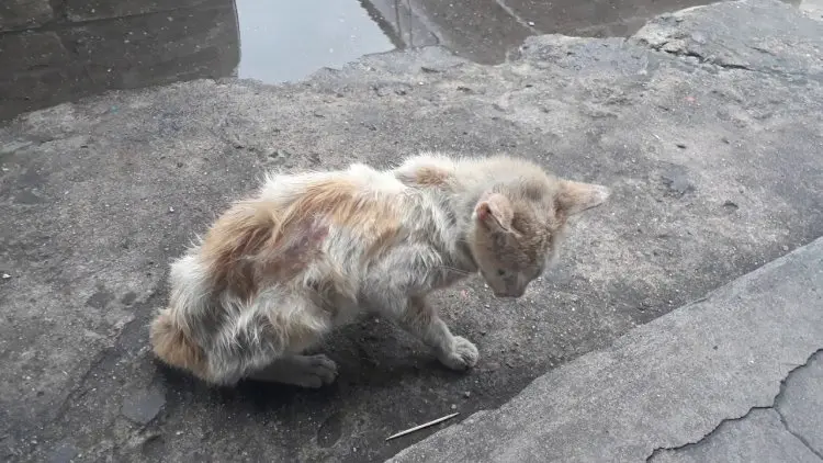 Jika Kita Menabrak Kucing, Bagaimana Hukumnya?