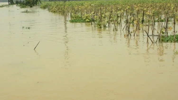 Banjir di Karawang Merendam Areal Persawahan