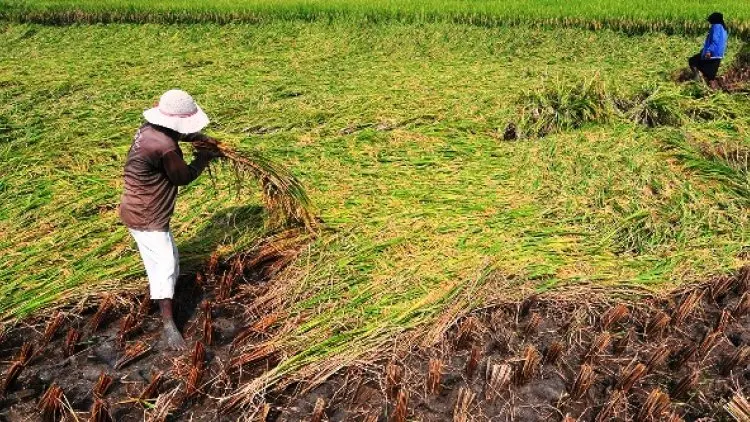 Program Petani Milienial Mulai Dibuka Pekan Ini