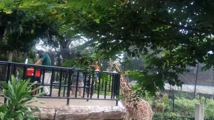 Imlek, Kebun Binatang Tetap Buka 