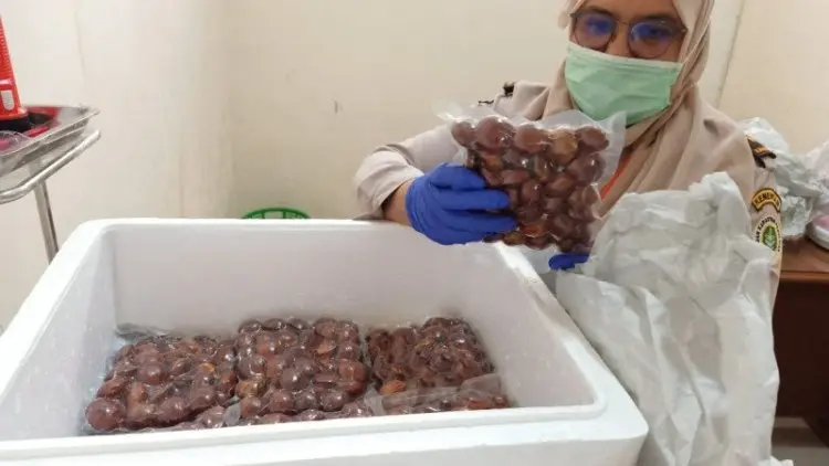 Wow, Jengkol Mulai Jadi Makanan Favorit Warga Jepang