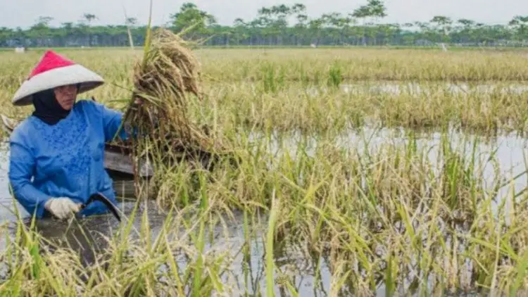 Ratusan Hektare Sawah di Karawang Puso karena Terendam Banjir