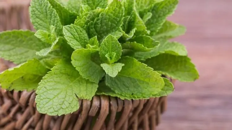 Ini Sejumlah Manfaat dan Khasiat Daun Mint