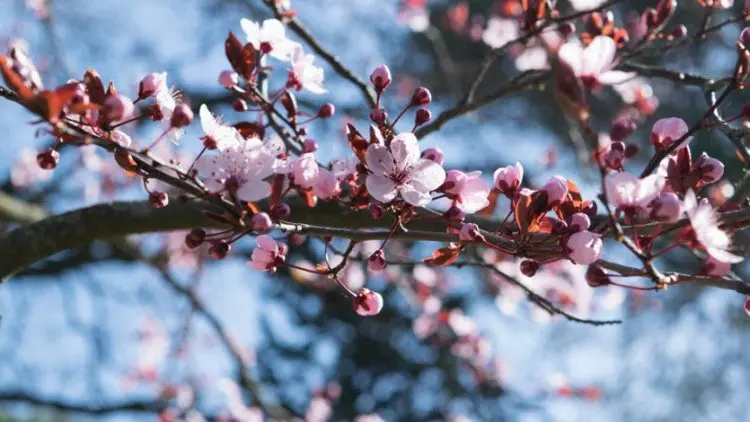 Tempat Nikmati Keindahan Bunga Sakura, dari Jepang hingga Indonesia