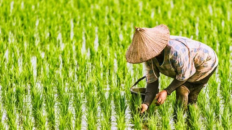 RPJMD Bakal Direvisi, Ini Upaya Distanhorbun Meningkatkan Ketahanan Pangan