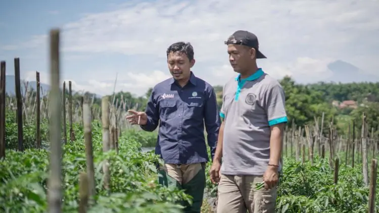 Dampingi Petani Cabai, Pupuk Kujang Aplikasikan NPK Formulasi Khusus