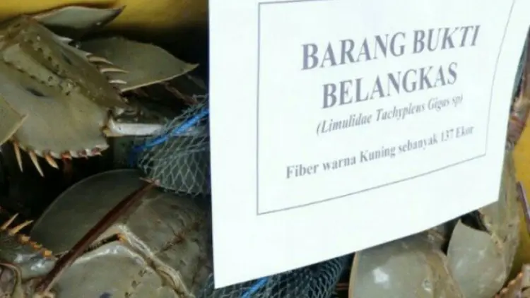 WALHI Sumut Apresiasi BKSDA Lepas Liarkan Hewan Belangkas