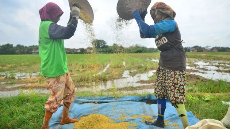 Petani Milenial Pemegang Modal Utama Calon Petani