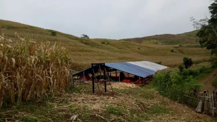 Pemkab Garut Kembangkan Wilayah Utara jadi Sentra Produsen Jagung