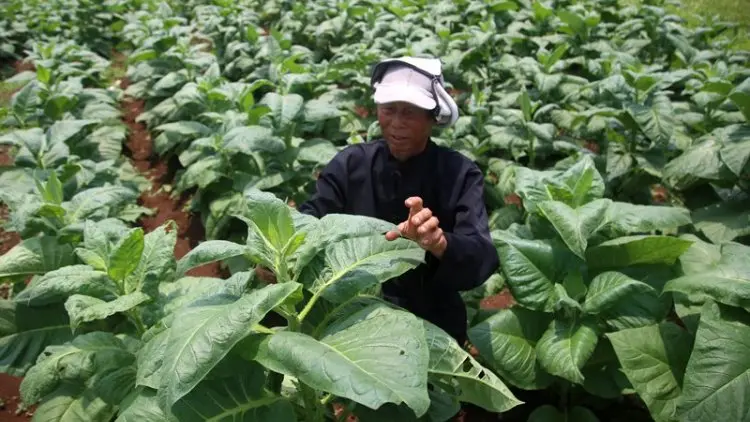 Foto: Petani Tembakau Mole Jatinangor