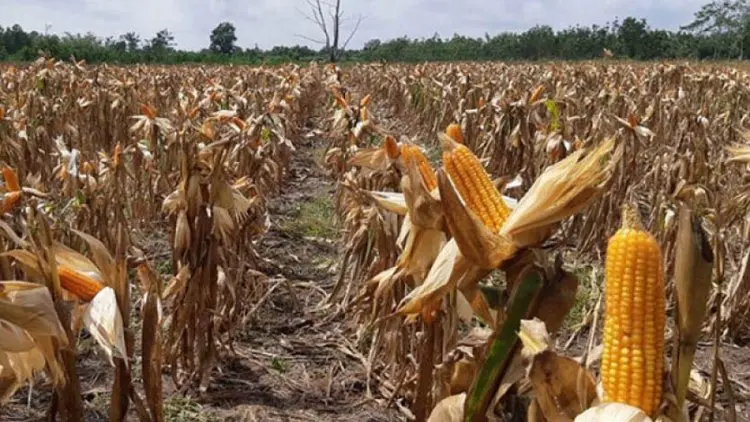 Pertani: "Corporate Farming" Jagung Menjaga Kesejahteraan Petani