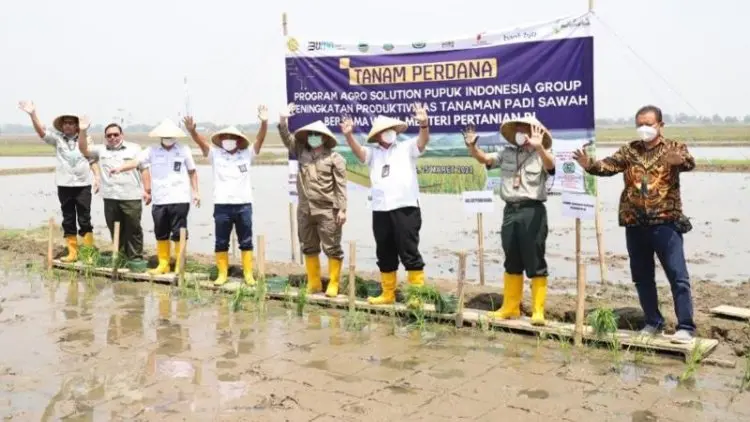 Petani Binaan Agrosolution Pupuk Kujang Tanam Padi Perdana Bersama Wamentan
