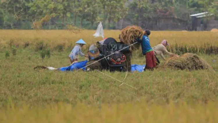 Bupati Indramayu Tolak Rencana Impor Beras