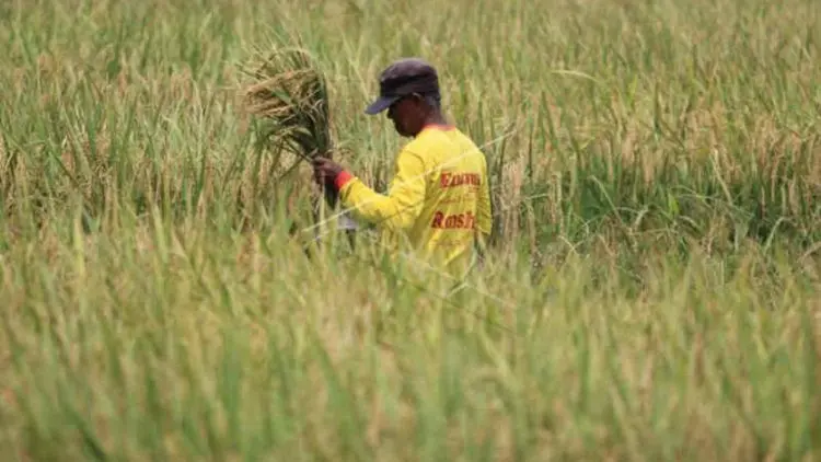 Bulog Cirebon Pastikan Serap Gabah Petani Sesuai HPP