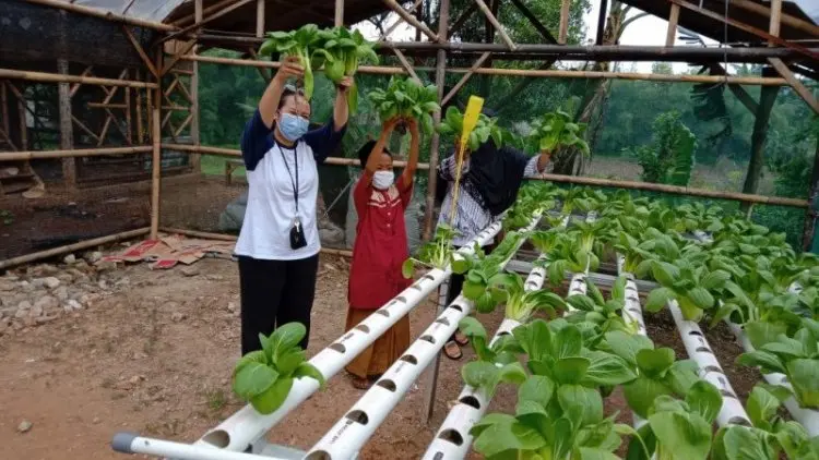 Hidroponik, Aktivitas Bertani di Lahan Terbatas