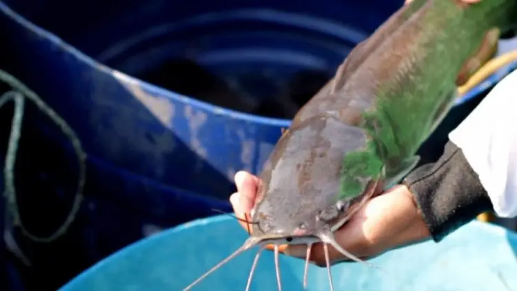 KKP Kembangkan Strain Unggulan Ikan Lele Mutiara