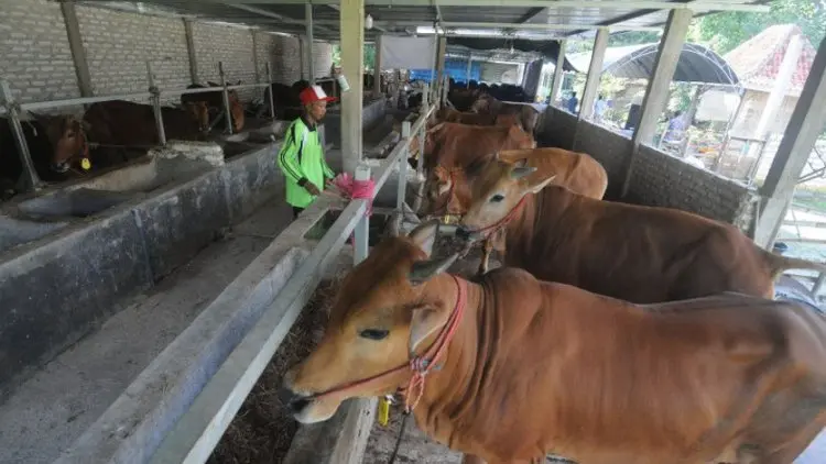 CIPS: Indonesia-Australia Bisa Menjadi Pemain Besar F&B Tingkat Global