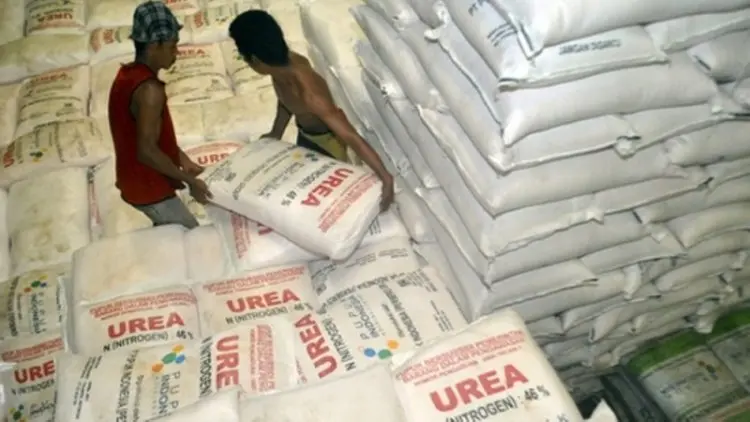 Ketersediaan Pupuk Subsidi Mudahkan Musim Tanam Gadu