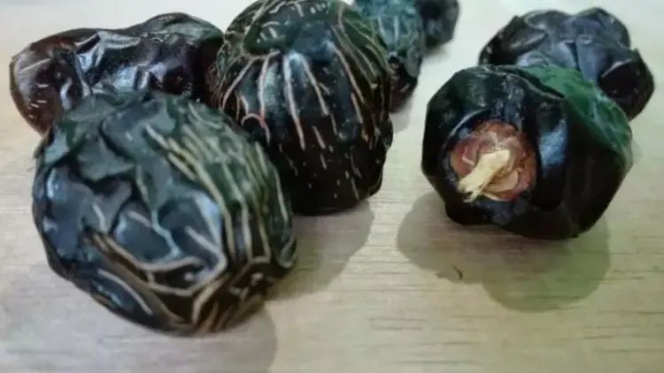 Kurma, Hidangan Terbaik di Waktu Sahur Menurut Nabi