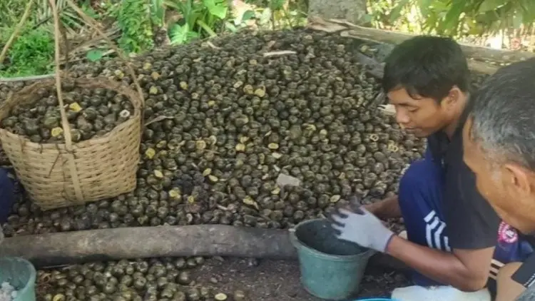 Alhamdulillah, Perajin Kolang-kaling Cianjur Kebanjiran Pesanan