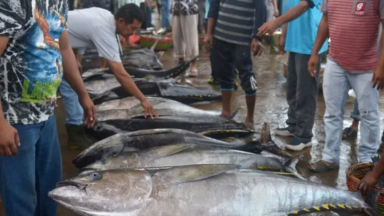 Anggota DPR: Holding Perindo-Perinus Harus Maksimal Kelola Perikanan