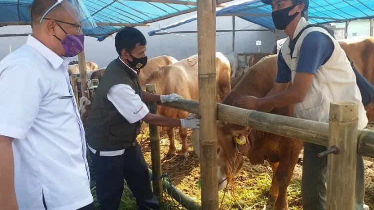 Daging Sapi Beku Dijamin Berkualitas dan Halal, Diskanak Ajak Masyarakat Mengkonsumsi