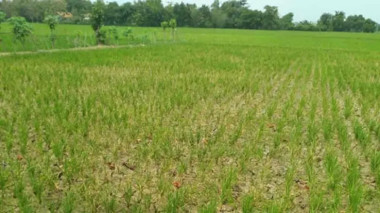 Pemkab Indramayu Normalisasi Irigasi Selamatkan Tanaman padi Petani