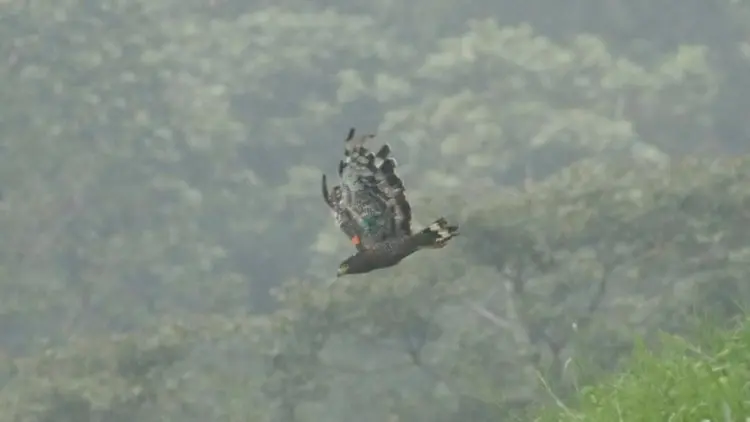 Burung Garuda Dilepasliarkan Bu Menteri, Ini Kelebihannya Dibanding Manusia