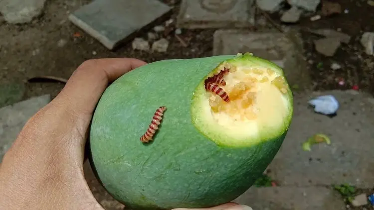 Halalkah Memakan Ulat dalam Makanan atau Buah?