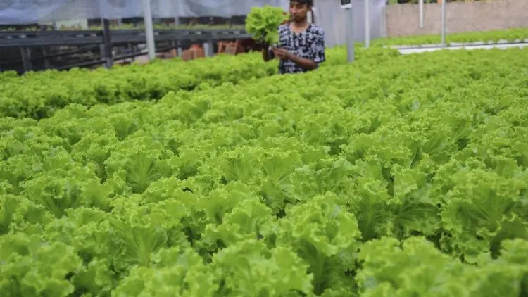 Kabupaten Bogor Targetkan Cetak 150 Petani Milenial