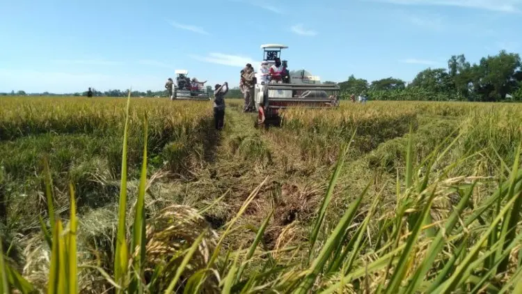 Sejumlah Daerah di Karawang Sudah Masuki Musim Panen
