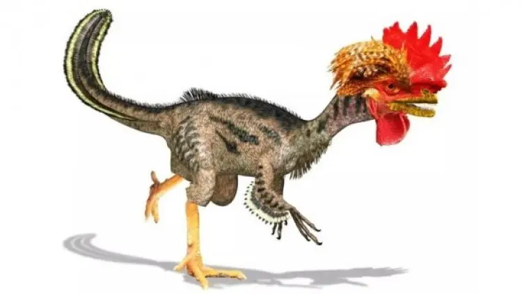 Rekayasa Genetik Ayam Kembali Berwujud Dinosaurus